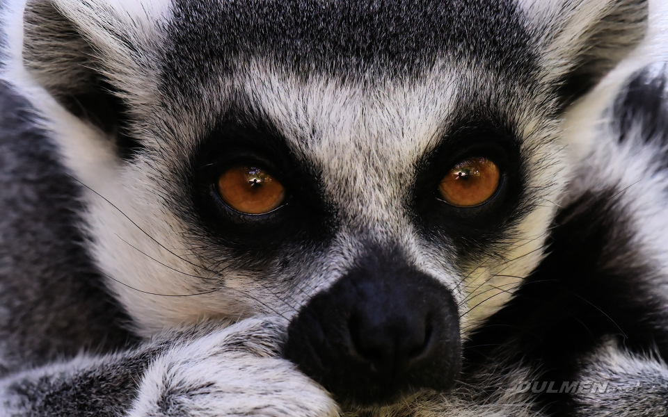 Ring-tailed Lemur (Lemur catta)